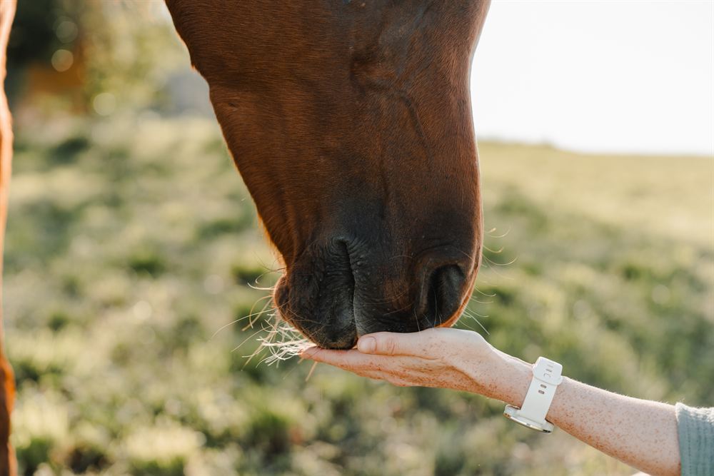 Ein Pferd schnuppert sanft an einer offenen Hand
